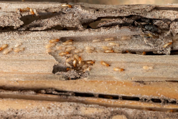  Owensboro, KY Pest Control Pros