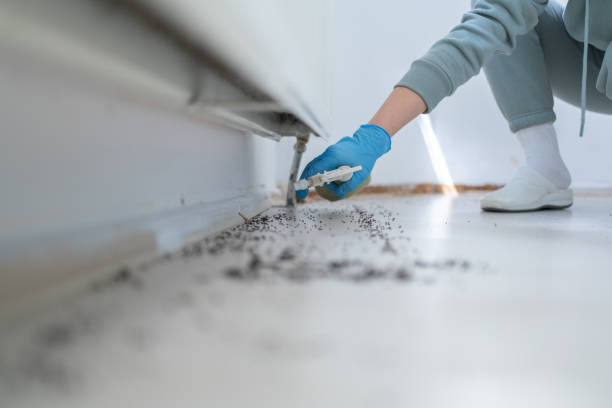 Best Flea Control Services  in Owensboro, KY